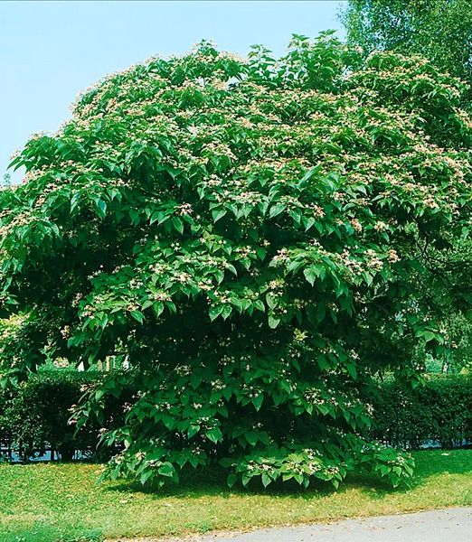 Clerodendrum trichotomum fargesii
